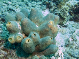 Tube Sponge IMG 7866